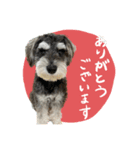 犬と話したい日の（個別スタンプ：5）