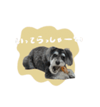 犬と話したい日の（個別スタンプ：9）