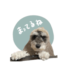 犬と話したい日の（個別スタンプ：13）