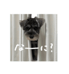 犬と話したい日の（個別スタンプ：15）