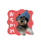 犬と話したい日の（個別スタンプ：16）