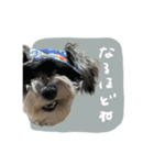 犬と話したい日の（個別スタンプ：20）