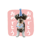 犬と話したい日の（個別スタンプ：24）