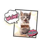 可愛い子猫がケーキ大好きニャン！（個別スタンプ：16）