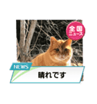 cat/元保護猫スタンプです（個別スタンプ：1）