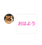 cat/元保護猫スタンプです（個別スタンプ：3）