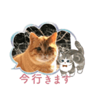 cat/元保護猫スタンプです（個別スタンプ：6）