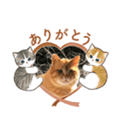 cat/元保護猫スタンプです（個別スタンプ：8）