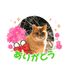 cat/元保護猫スタンプです（個別スタンプ：9）