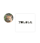 cat/元保護猫スタンプです（個別スタンプ：12）