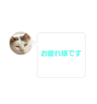 cat/元保護猫スタンプです（個別スタンプ：13）