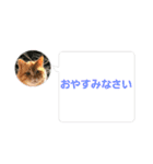 cat/元保護猫スタンプです（個別スタンプ：14）