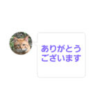 cat/元保護猫スタンプです（個別スタンプ：15）