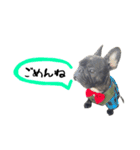 おいぬのGeorgeクン（個別スタンプ：8）