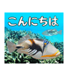 沖縄の魚達大好き12。沖縄行きたい。（個別スタンプ：1）