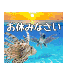 沖縄の魚達大好き12。沖縄行きたい。（個別スタンプ：2）