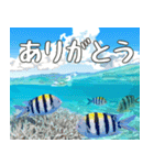 沖縄の魚達大好き12。沖縄行きたい。（個別スタンプ：3）