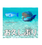 沖縄の魚達大好き12。沖縄行きたい。（個別スタンプ：4）