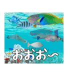 沖縄の魚達大好き12。沖縄行きたい。（個別スタンプ：10）