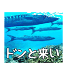 沖縄の魚達大好き12。沖縄行きたい。（個別スタンプ：15）