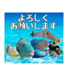 沖縄の魚達大好き12。沖縄行きたい。（個別スタンプ：17）