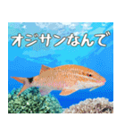 沖縄の魚達大好き12。沖縄行きたい。（個別スタンプ：18）