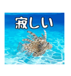 沖縄の魚達大好き12。沖縄行きたい。（個別スタンプ：19）