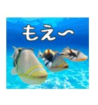 沖縄の魚達大好き12。沖縄行きたい。（個別スタンプ：21）