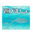 沖縄の魚達大好き12。沖縄行きたい。（個別スタンプ：22）