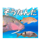 沖縄の魚達大好き12。沖縄行きたい。（個別スタンプ：23）