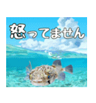 沖縄の魚達大好き12。沖縄行きたい。（個別スタンプ：27）