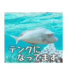 沖縄の魚達大好き12。沖縄行きたい。（個別スタンプ：28）