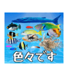 沖縄の魚達大好き12。沖縄行きたい。（個別スタンプ：37）