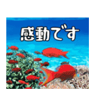 沖縄の魚達大好き12。沖縄行きたい。（個別スタンプ：38）