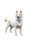 樺太犬（個別スタンプ：5）