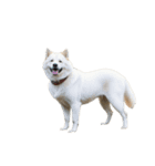 樺太犬（個別スタンプ：7）