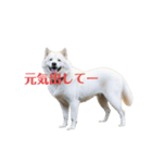 樺太犬（個別スタンプ：14）