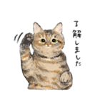 うちの子麦わら猫！(にほんねこ)（個別スタンプ：2）