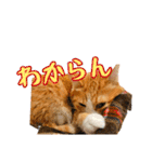 ちゃちゃまると仲間たち（個別スタンプ：28）