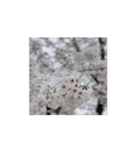 2024年の桜（個別スタンプ：1）