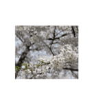 2024年の桜（個別スタンプ：2）