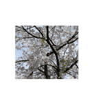 2024年の桜（個別スタンプ：7）