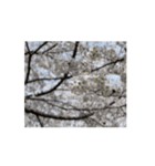 2024年の桜（個別スタンプ：9）