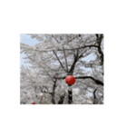 2024年の桜（個別スタンプ：10）