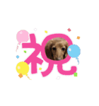 愛犬メッセ（個別スタンプ：1）