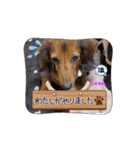 愛犬メッセ（個別スタンプ：6）