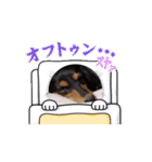 愛犬メッセ（個別スタンプ：16）