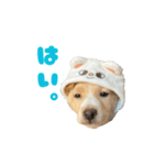 かわいい元気な子犬ルフィ！（個別スタンプ：5）