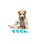 かわいい元気な子犬ルフィ！（個別スタンプ：9）