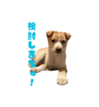 かわいい元気な子犬ルフィ！（個別スタンプ：15）